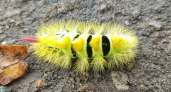 Живая жвачка: ярко-желтая мохнатая гусеница привлекла внимание тверичанки в Сахарово