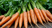 100 гр. на грядку в сентябре - и морковь в следующем сезоне богатырская и ровная: так делают только опытные огородники