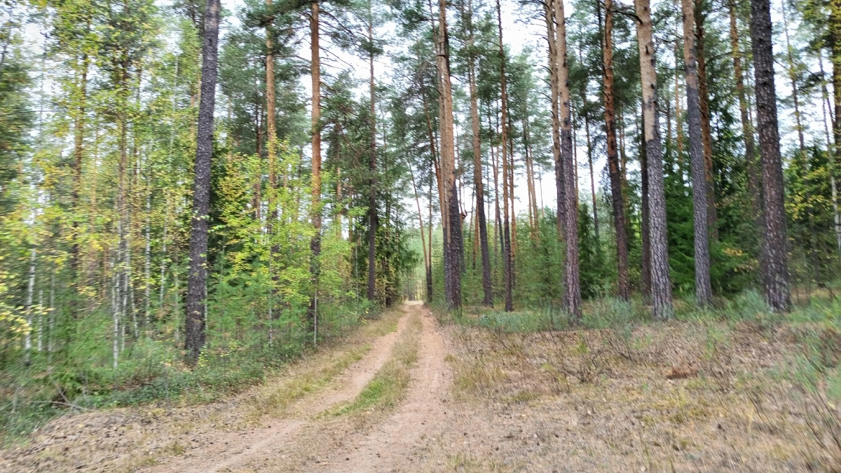 В Твери нашли школьницу, ушедшую из дома 4 августа