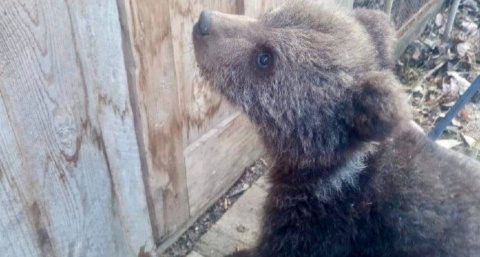 В Тверскую область привезут медвежонка-сироту, спасенного в Коми