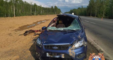 В Зубцовском округе лось спровоцировал страшную аварию