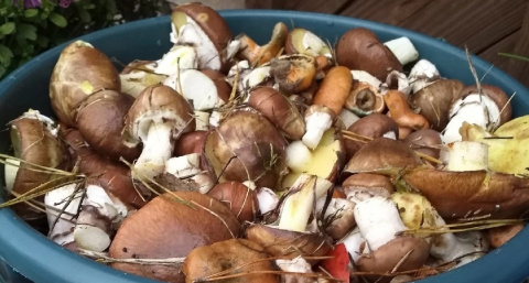 Мыть или не мыть грибы: какой способ сохранит максимум вкуса и обеспечит безопасность перед жаркой?